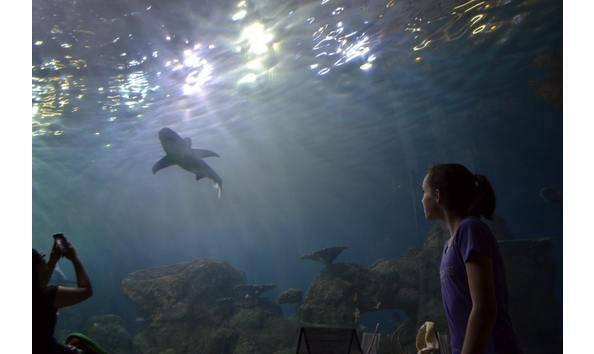 Big image aquarium 2