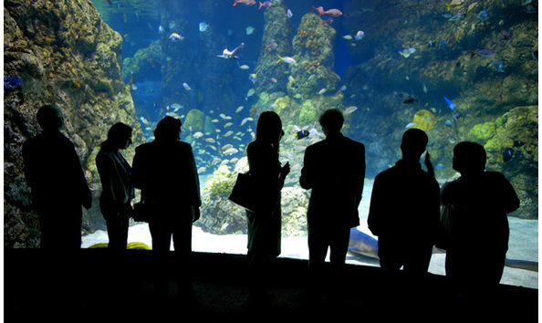 Big image aquarium 3