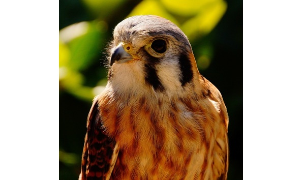 Big image darner american kestrel