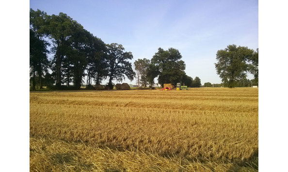 Big image king farm6