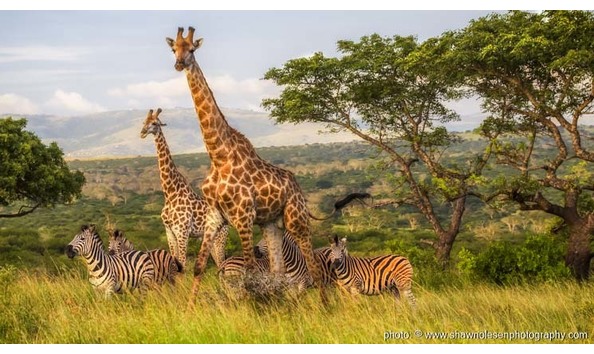 Big image zulu nyala2