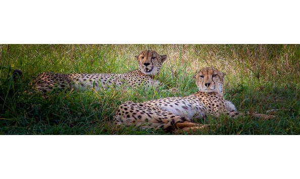 Big image zulu nyala3