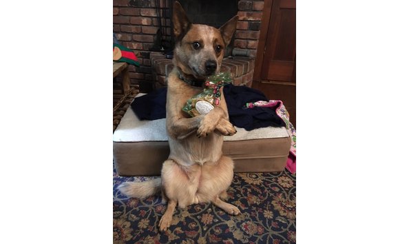 Big image pcs pantry dog biscuits