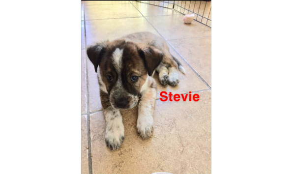 Big image screen shot 2019 09 15 at 7.20.37 pm