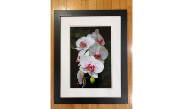 Big image orchid