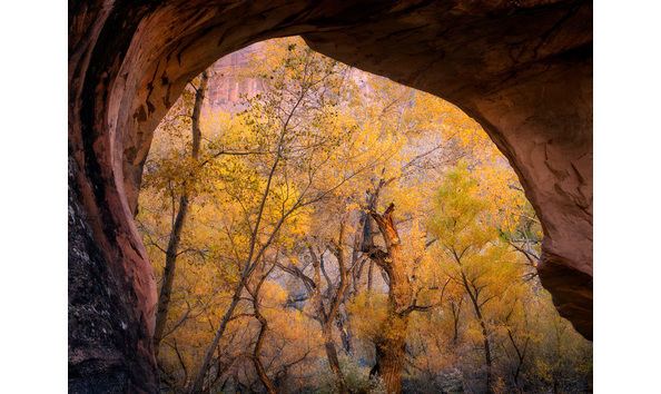 Big image archtreesweb