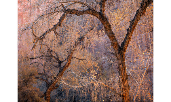 Big image glowingcottonwoodsweb