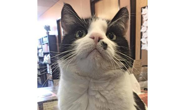 Big image big image 15941415 10154546812813277 8553914206568558946 n