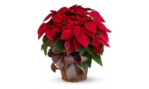 Big image t1223lgpoint1311073025329