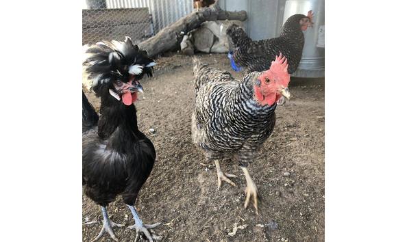 Big image 42266817 10155407379151537 345483063301505024 o