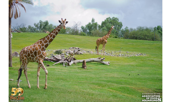 Big image phoenix zoo animals 11