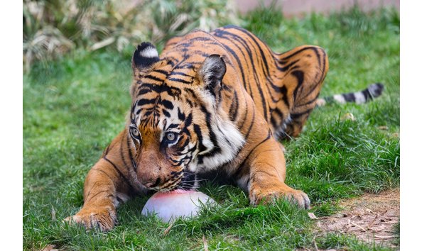 Big image reidparktiger