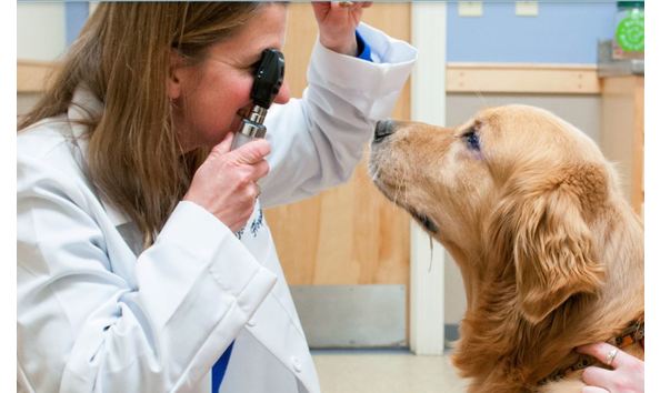 Big image dover vet 2