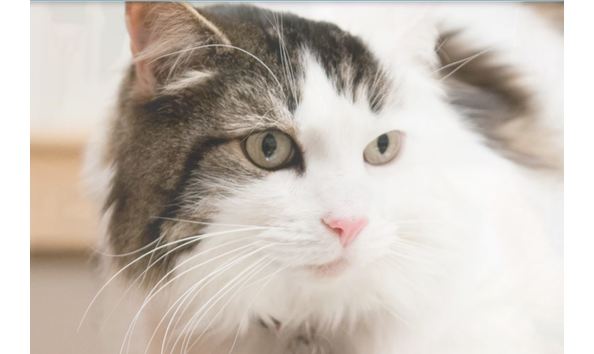 Big image dover vet 3