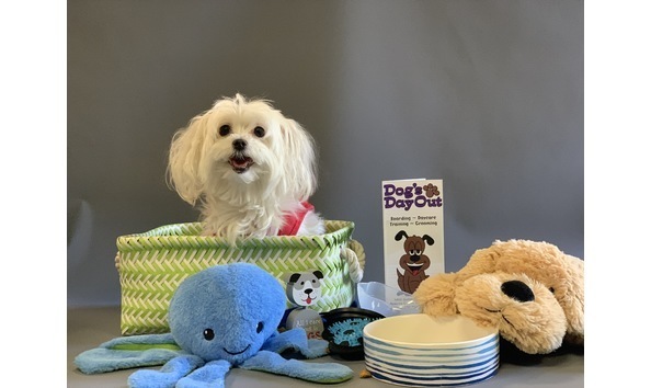 Big image big image dogs day out