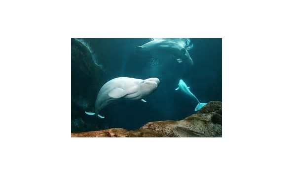 Big image mini magick20191105 128336 1k3ykid