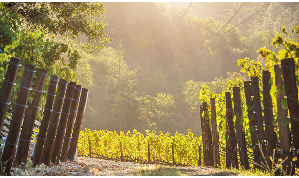 Big image pic fantesca vineyards