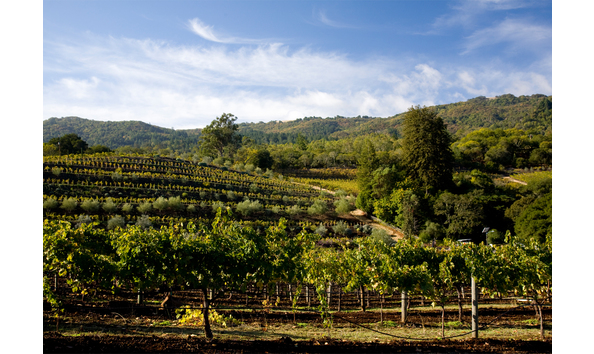 Big image pic 7   benziger family winery