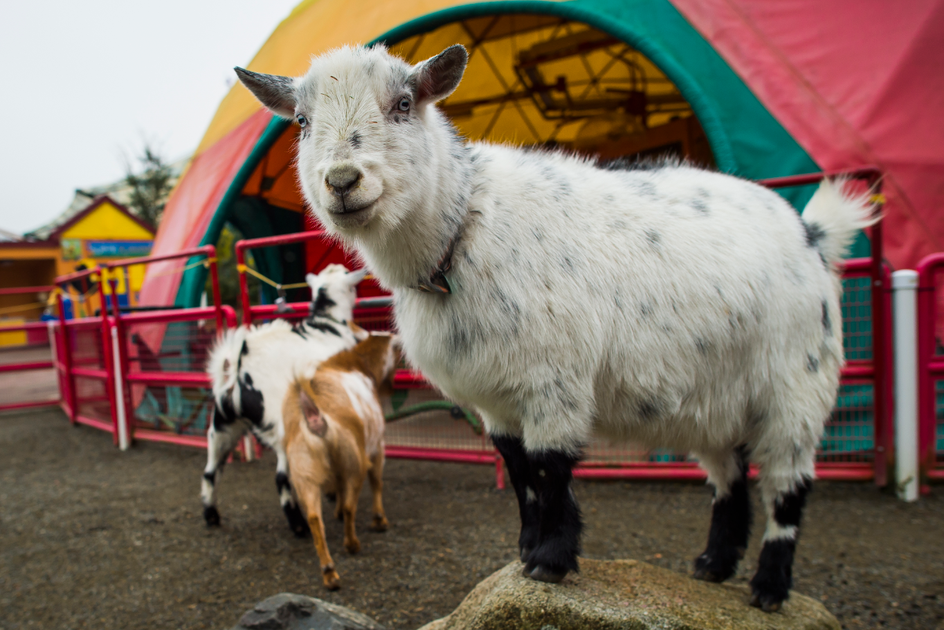 PDZA Goat Grooming Experience