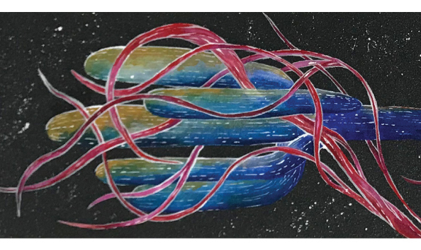 Big image oscar ruiz macro 2