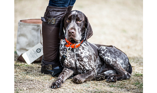 Big image visual sewe dog and boots paul mulkey