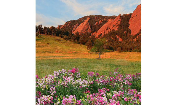 Big image flat irons sweet peas a37ec28d ddf4 41e4 a184 59839f02b973 square