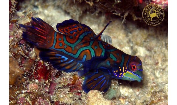 Big image original  3 