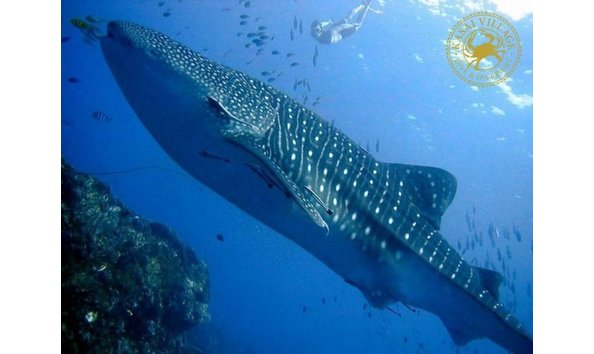 Big image original  1 