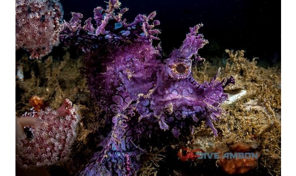 Big image ambon creature