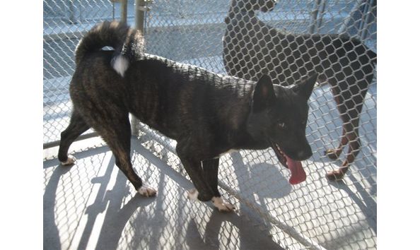 Big image keiki cottage kennel