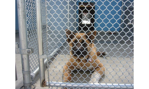 Big image cottage kennel dogs 3.30 008