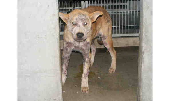 Big image sick akita northwest spca 8 12 09