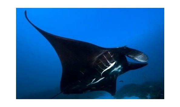 Big image manta copy