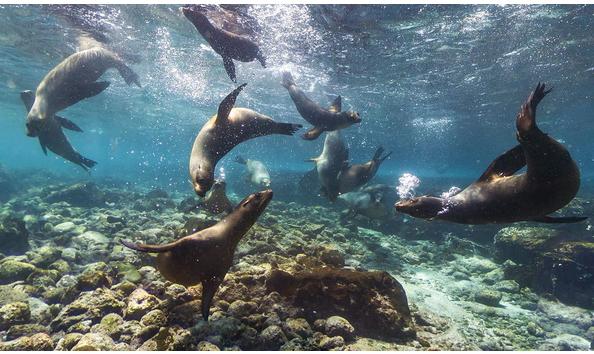 Big image sealionjuvies