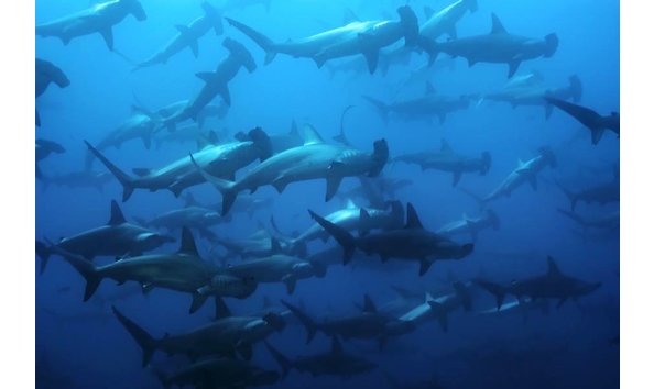 Big image hammerhead sharkschool