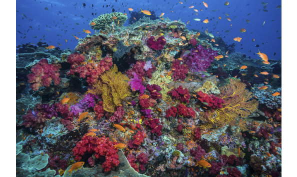 Big image garden island resort  13 423