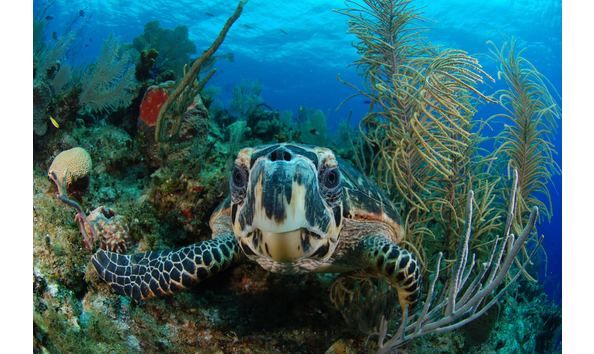 Big image aggressor55