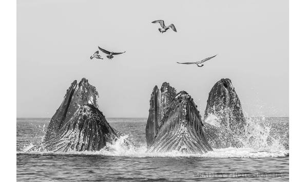 Big image 43070616 10215025388526580 6945726656170426368 n