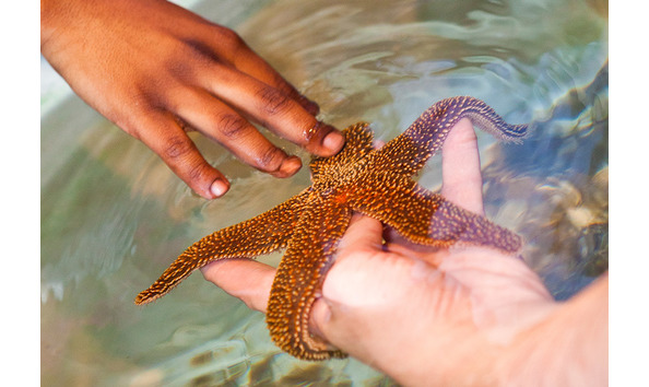 Big image plan aquarium visit sea star south carolina aquarium