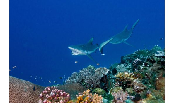 Big image mini magick20191210 80694 13bffo4