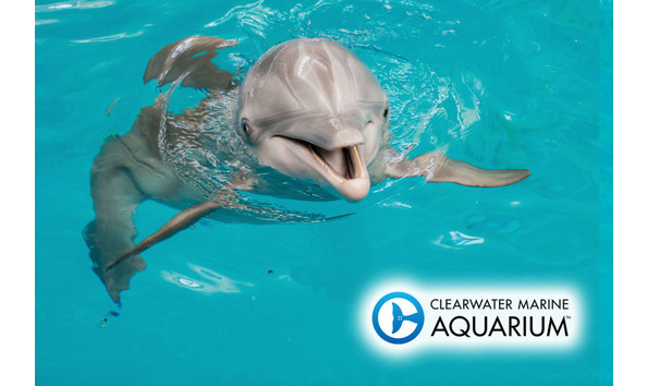 Big image clearwater aquarium 1