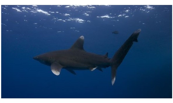 Big image mini magick20191213 42216 1titmoy