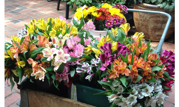 Big image gamblegarden1