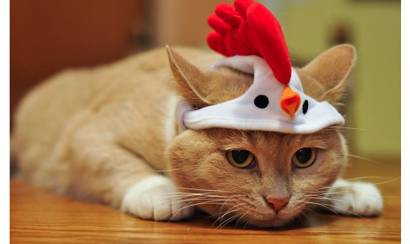 Big image mini magick20191217 95644 13dux09