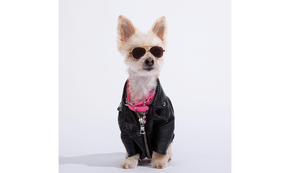dog leather jacket