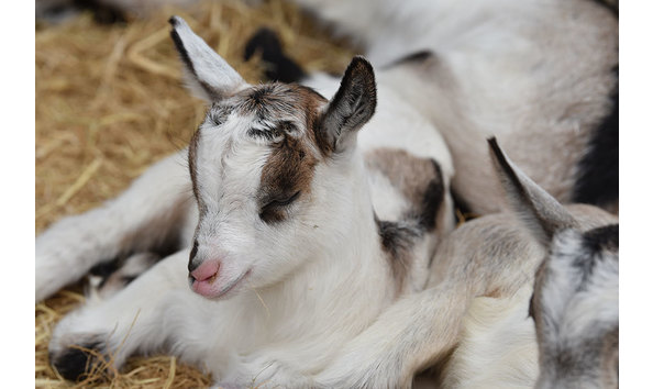 Big image 206 harley farms goat dairy