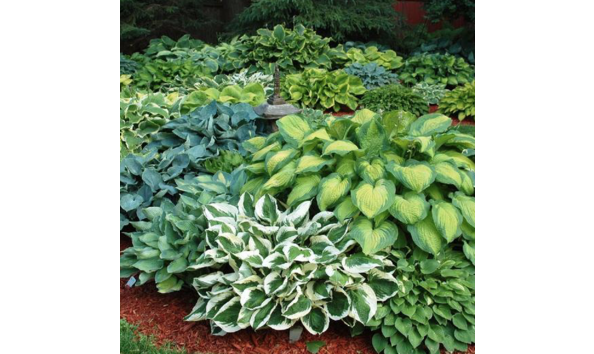 Big image  81. hostas
