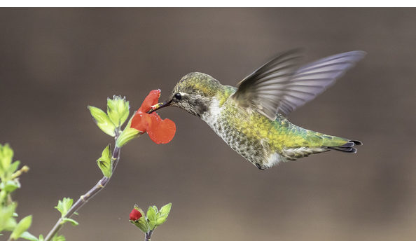 Big image hummingbird annas bob gunderson