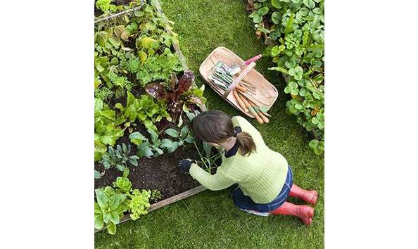 Big image ga gardensupplies 370x400