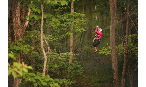 Big image salamander tree top zip